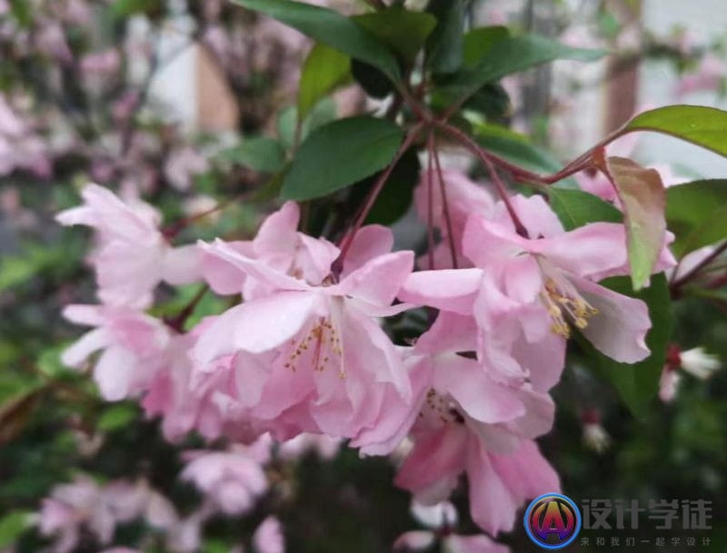 ps怎么让模糊的照片变清晰？ps低像素图片转成高清 -1
